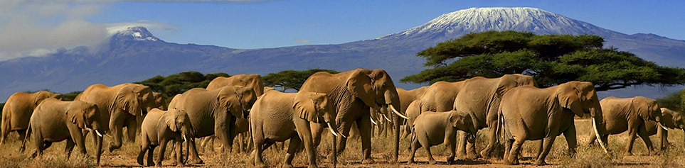 Kenya Safaris 