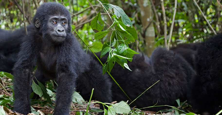 Gorilla Safaris in Uganda junges Tier