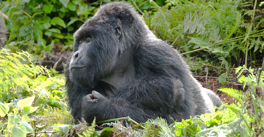 Uganda Safaris zu den Silberrücken Gorillas